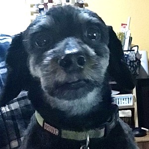 Fundraising Page: Carol Beard